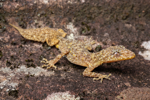 Phyllurus platurus (Shaw, 1790)