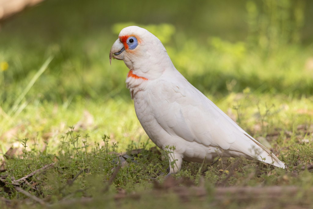 Long-billed Corella