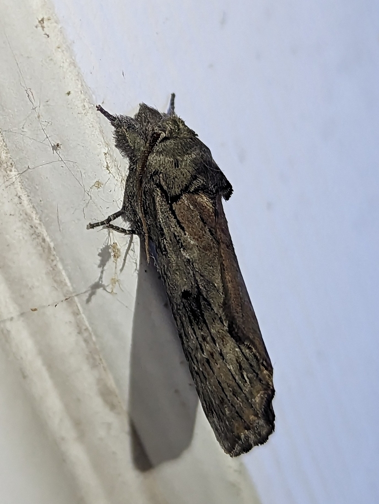 Black-blotched Prominent from Lake Darby Estates, Lake Darby, OH 43119 ...