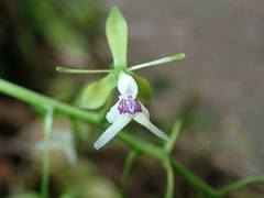 Epidendrum rhaibogyrum image