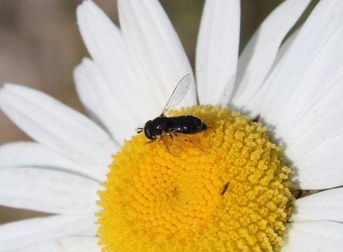dynstäppblomfluga