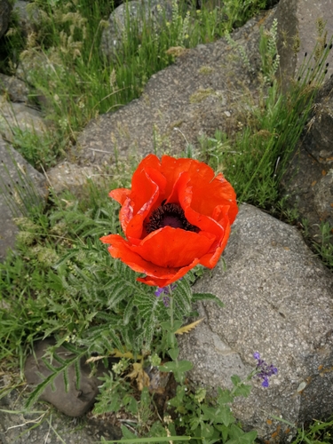 Oriental Poppy