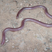 Texas Blind Snake - Photo (c) Brad Moon, all rights reserved, uploaded by Brad Moon
