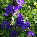 Campanula glomerata speciosa - Photo (c) snv2, all rights reserved, uploaded by snv2