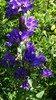 Campanula glomerata speciosa - Photo (c) snv2, all rights reserved, uploaded by snv2