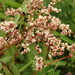 Juriy’s Knotweed - Photo (c) snv2, all rights reserved, uploaded by snv2
