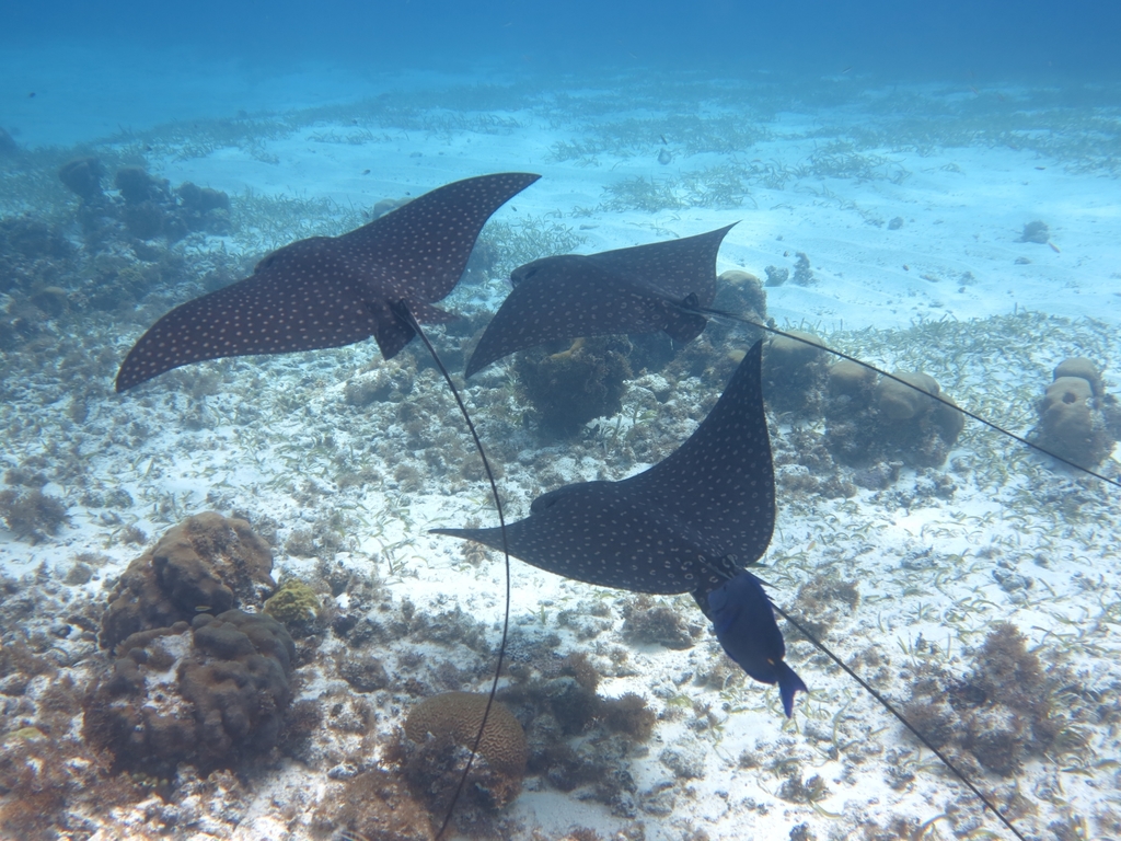 Spotted eagle ray
