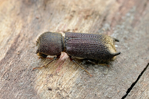 Heterobostrychus