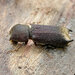 Heterobostrychus hamatipennis - Photo (c) 豆豆, todos os direitos reservados, uploaded by 豆豆