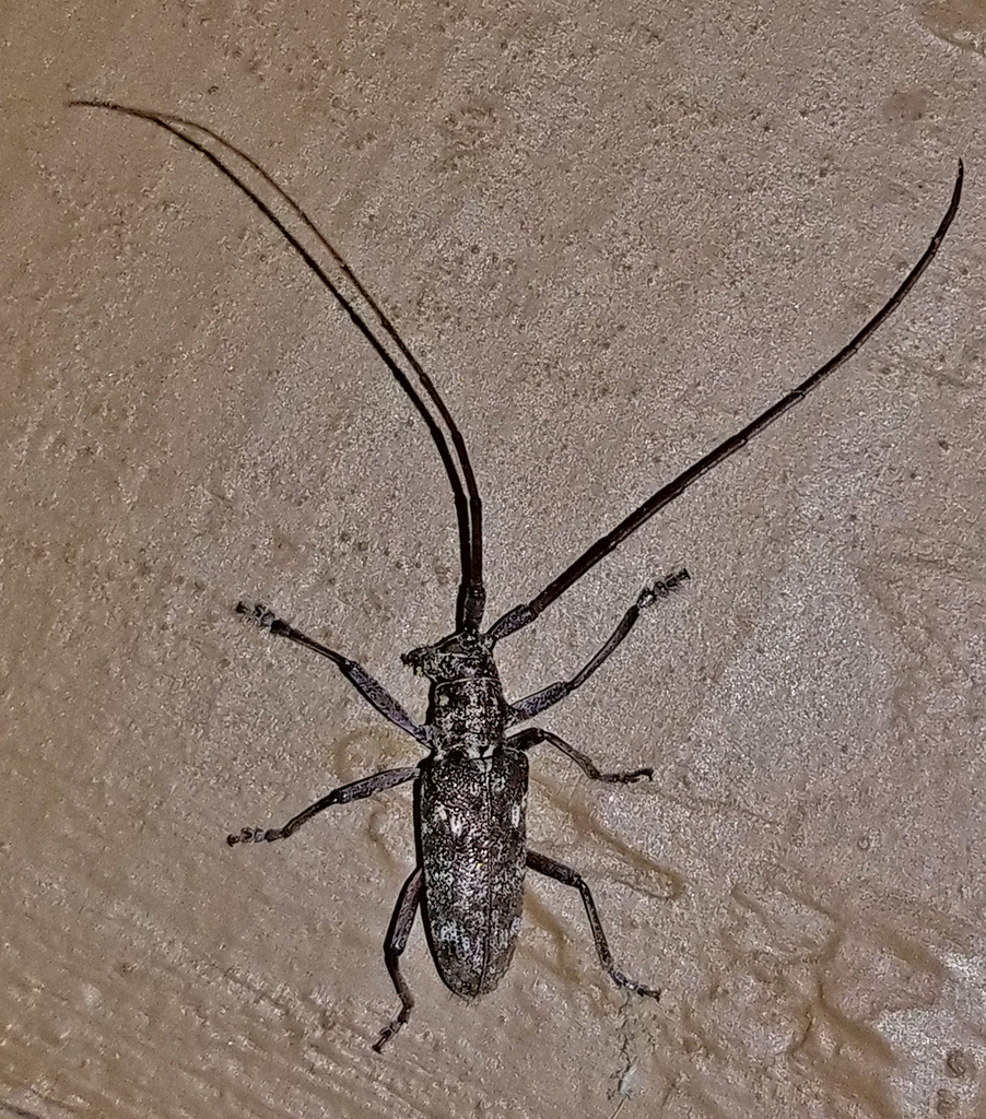 White-spotted Sawyer from Fentress County, TN, USA on June 5, 2023 at ...