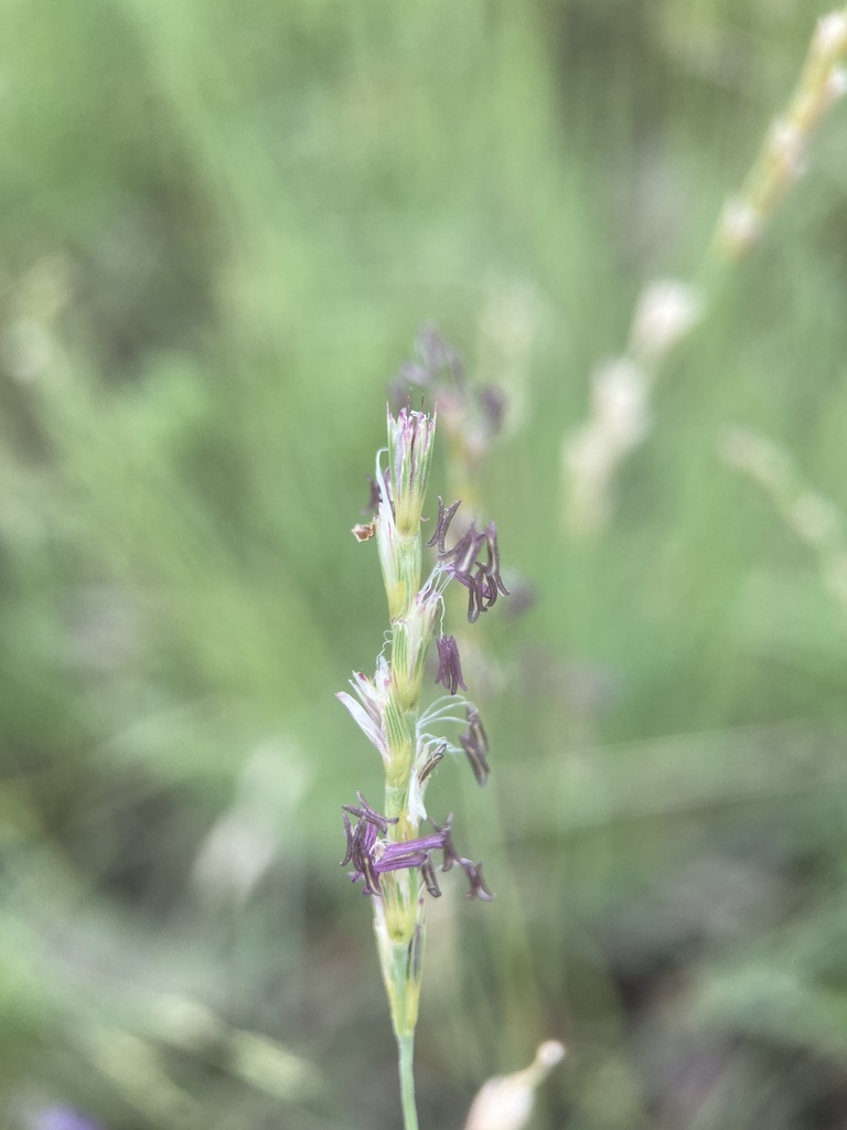 curly-mesquite (Hilaria belangeri) · iNaturalist