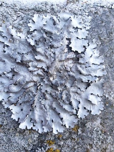 Stangrioji parmelina nuotrauka