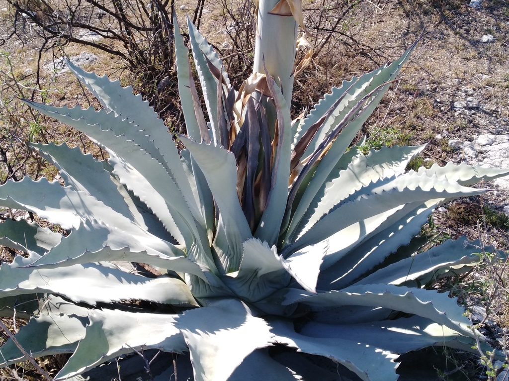 Agave temacapulinensis  iNaturalist