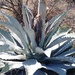 Agave temacapulinensis - Photo (c) Israel Pérez, all rights reserved, uploaded by Israel Pérez