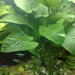 Anubias barteri caladiifolia - Photo (c) Alter welt, algunos derechos reservados (GFDL)
