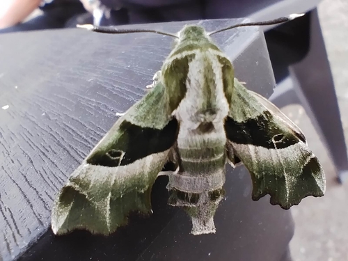 Willowherb Hawkmoth