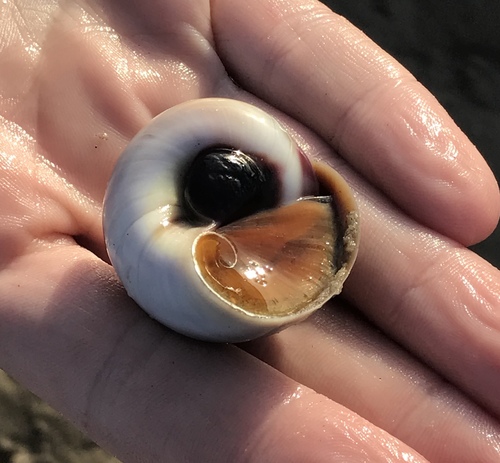 Shark Eye