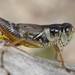 Dawson's Spur-throat Grasshopper - Photo (c) deannadodgson, all rights reserved, uploaded by deannadodgson