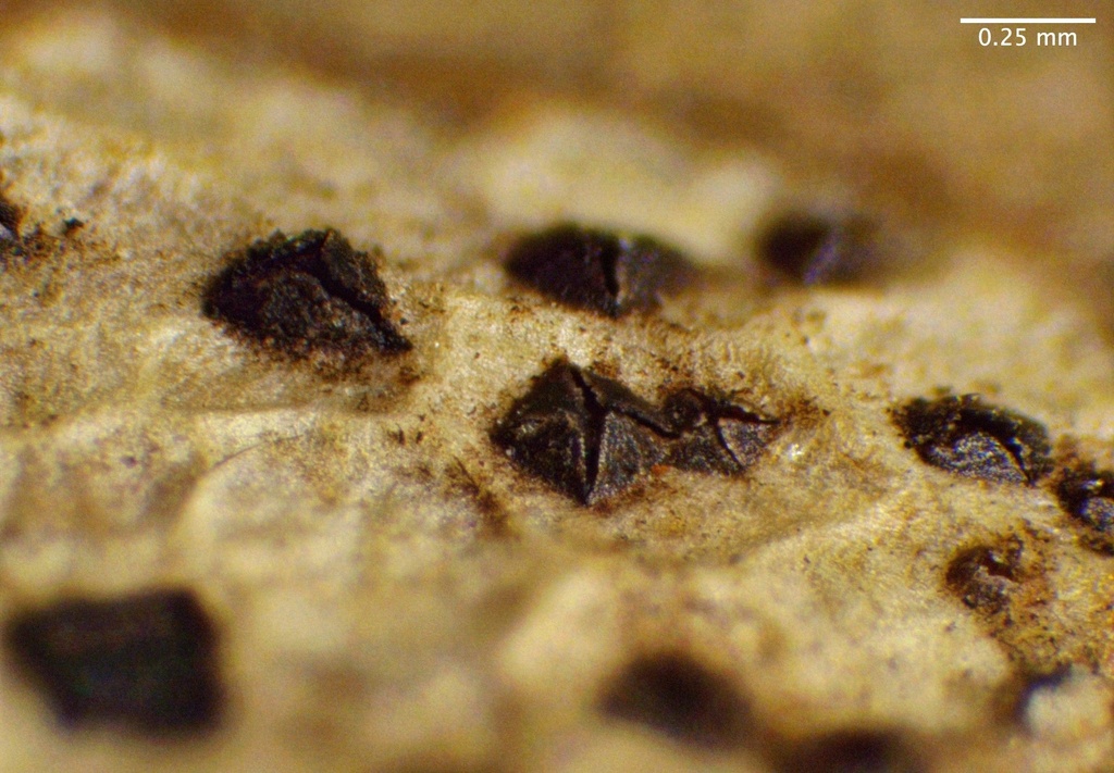 Coccomyces from Shasta-Trinity National Forest, McCloud, CA, US on May ...