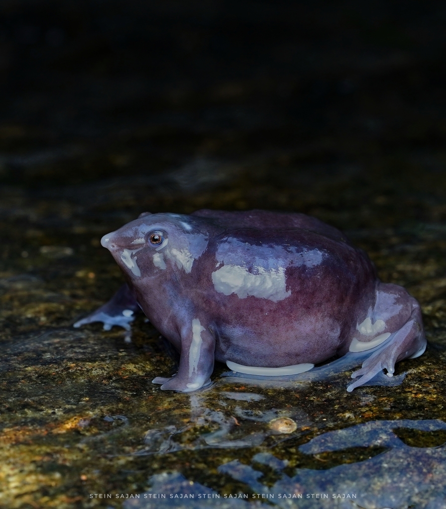 Purple Frog in May 2023 by Stein Sajan · iNaturalist