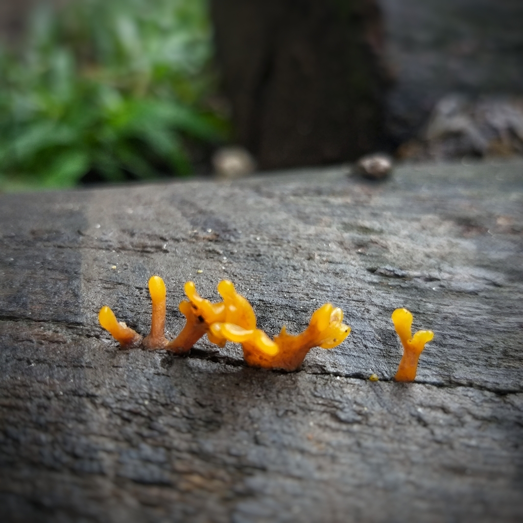 Fanshaped Jelly Fungus from Bello on June 6, 2023 at 0756 AM by Ana