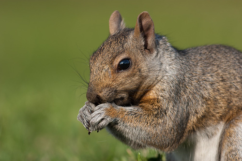 Sciurus carolinensis