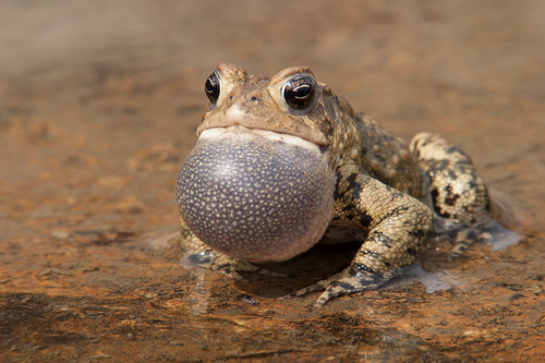 Anaxyrus americanus americanus