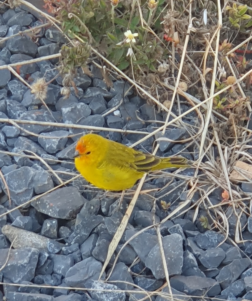 Saffron Finch from Rio Paranaíba, MG, 38810-000, Brasil on June 6, 2023 ...
