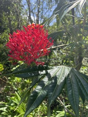 Jatropha multifida image