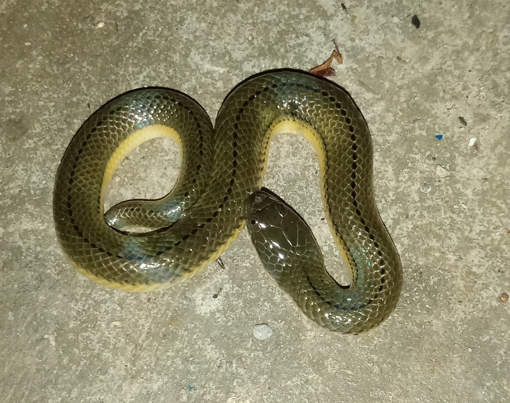 rice-paddy-snake-from-j862-g9g-tanjungsari-kec-gunungtanjung