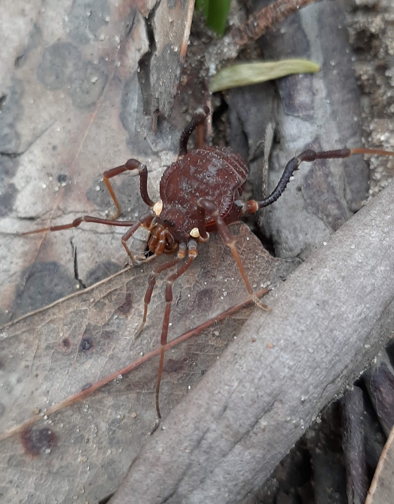 Pachylus from 2681337 Cartagena, Valparaíso, Chile on August 13, 2021