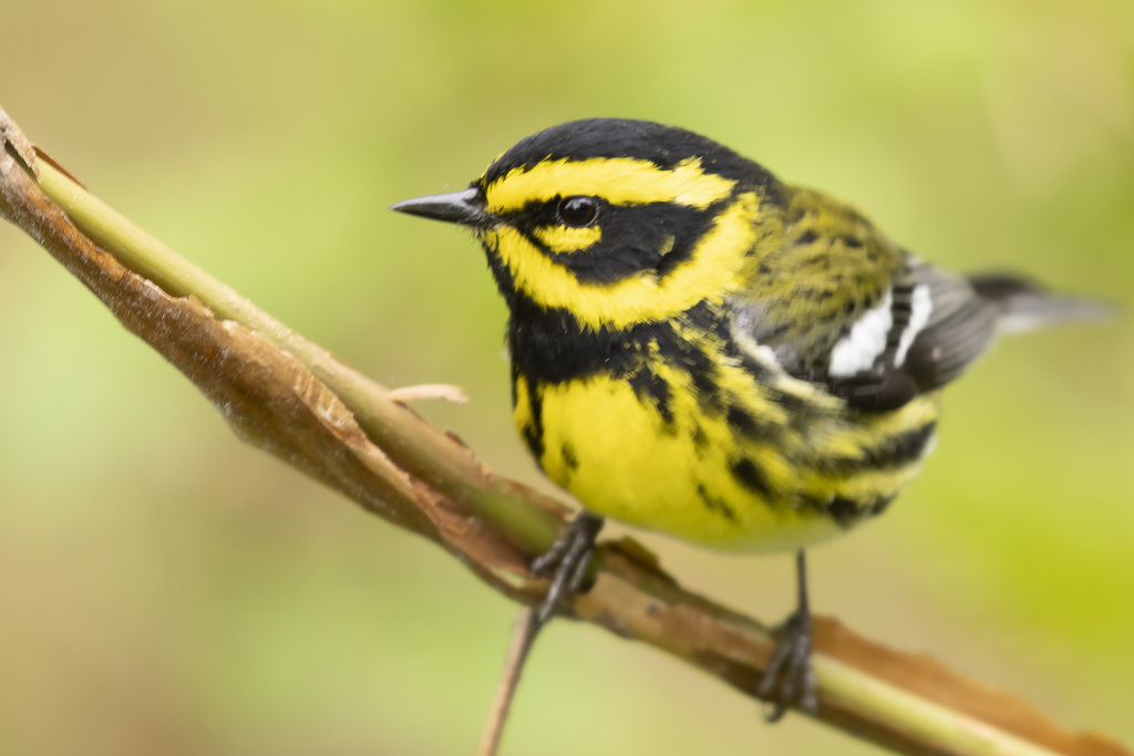 Townsend's Warbler photo