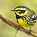 Townsend's Warbler - Photo (c) Bill Carpenter, all rights reserved, uploaded by Bill Carpenter