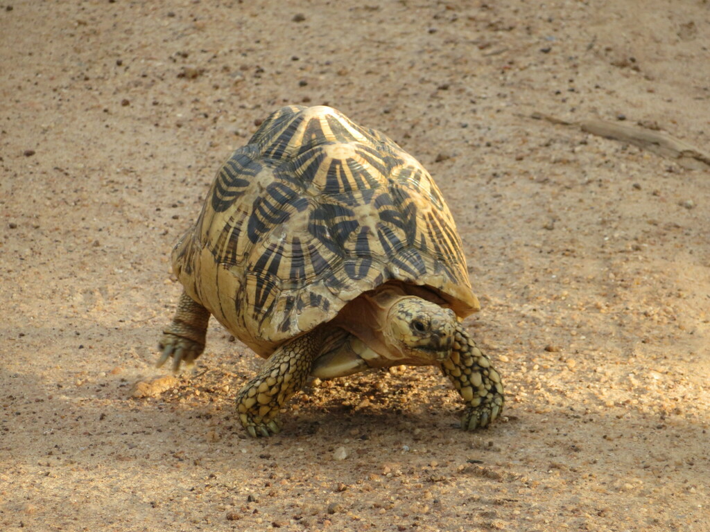 Indian Star Tortoise in September 2019 by Anna Wittmer · iNaturalist