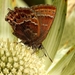Callophrys guatemalena - Photo (c) Jeremy Gatten, todos os direitos reservados, uploaded by Jeremy Gatten