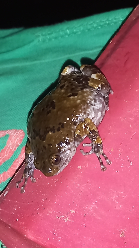 Indian Dot Frog in June 2023 by Muhammad Amaan Shaikh · iNaturalist