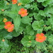 Geum coccineum - Photo (c) blancadog, all rights reserved, uploaded by blancadog