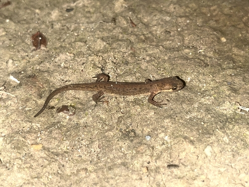 Caucasian Smooth Newt