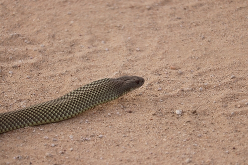 Mulga Snake sighting