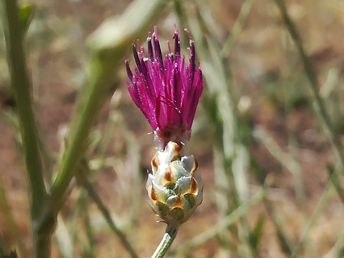Centaurea damascena