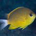 White-tailed Chromis - Photo (c) Shigeru Harazaki, all rights reserved, uploaded by Shigeru Harazaki