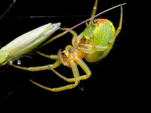 Cucumber Green Spider