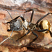 Shimmering Golden Sugar Ant - Photo (c) gernotkunz, all rights reserved