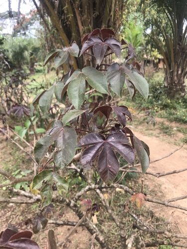 Bellyache Bush
