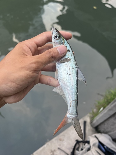 Mongolian Redfin