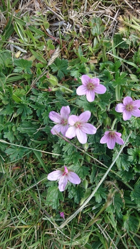 Geranium antrorsum