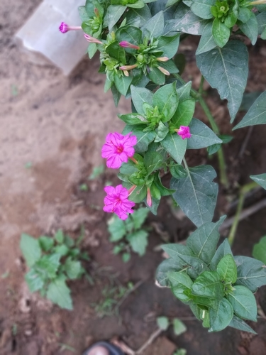 marvel of Peru