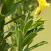 Thevetia bicornuta - Photo (c) Germaine Alexander Parada, todos los derechos reservados, subido por Germaine Alexander Parada
