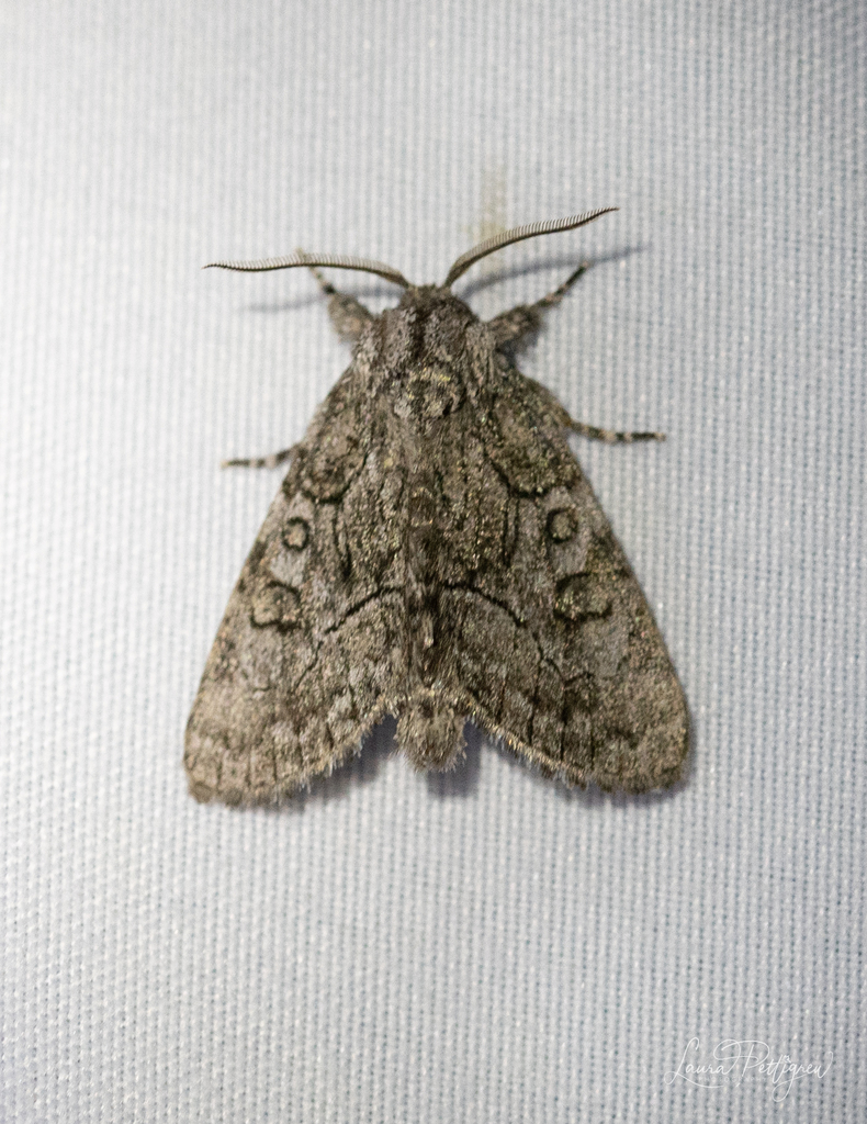 Broth Moth Brother Moth from Poland, Indiana 47868 on June 6, 2023 at 11:11 PM by ...