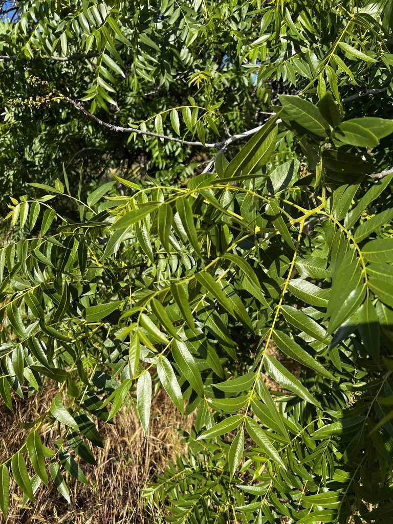 Southern California Walnut from Cleveland National Forest, Descanso, CA ...